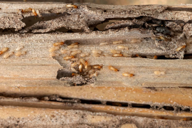 Best Commercial Pest Control Services  in La Plata, NM